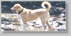 Dexter