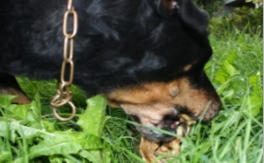 Unrat fressen? Nein Danke!