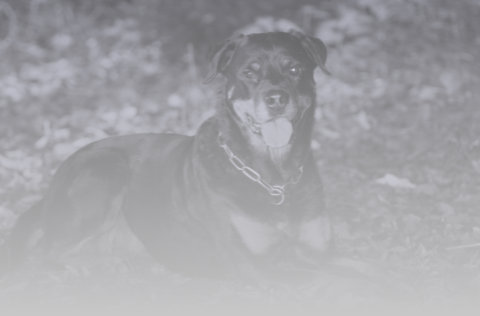 Hundeschule in Villingen Schwenningen