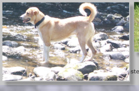 Dexter