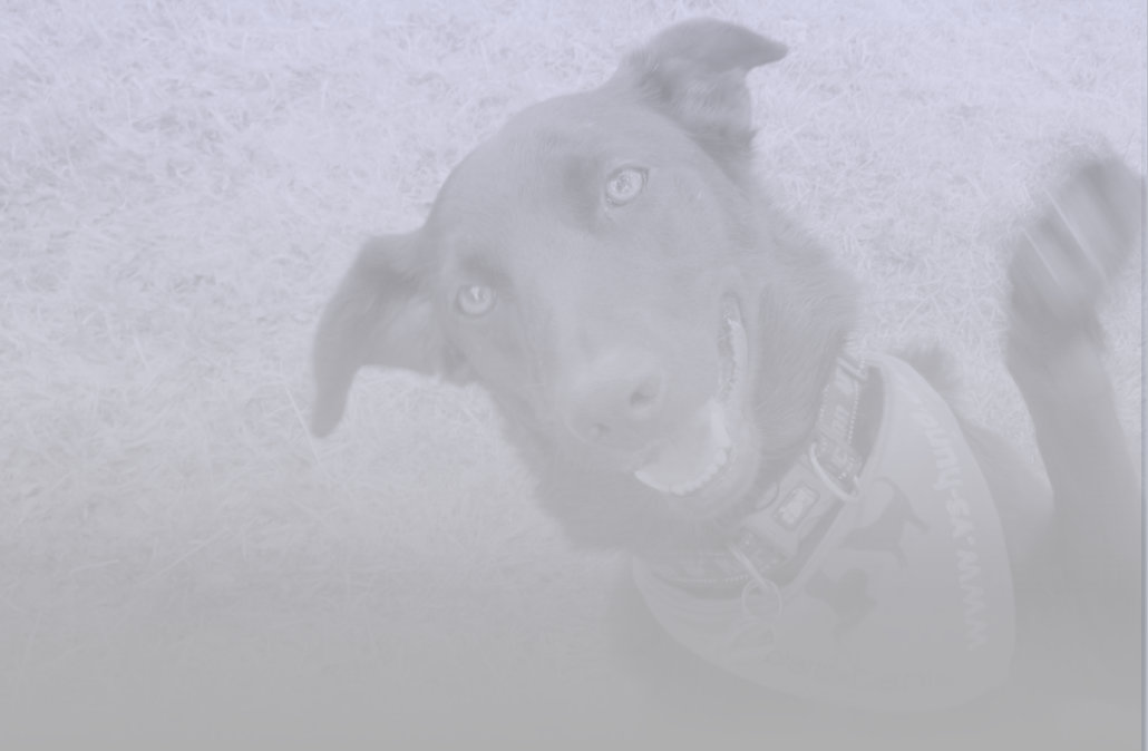 vs-hund