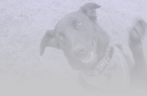 vs-hund