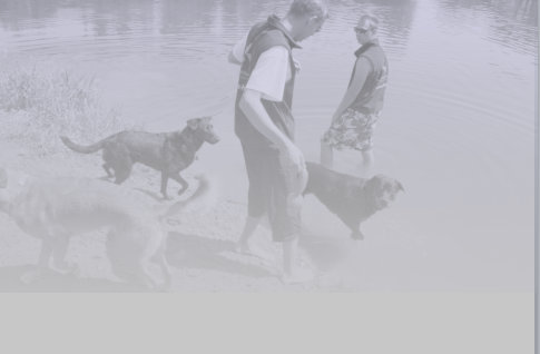 Urlaub mit dem Hund